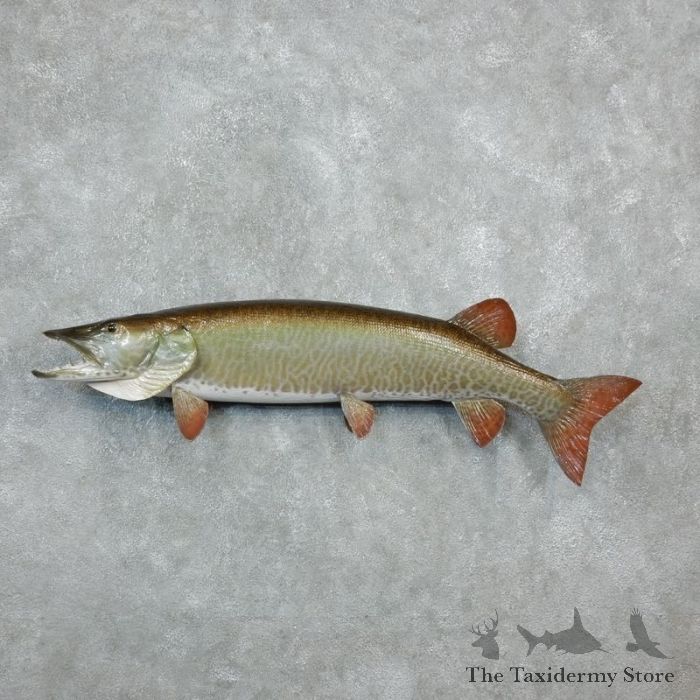 Musky Fish Mount #18236 - The Taxidermy Store