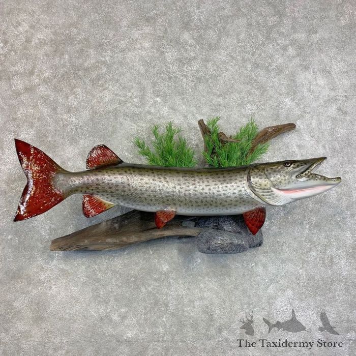 Muskellunge Taxidermy Fish Mount For Sale