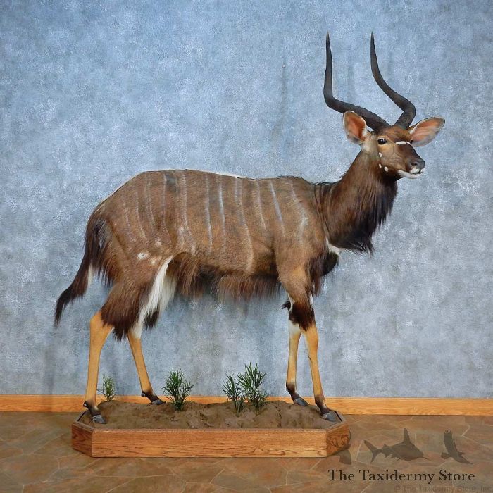 African Nyala Skull Horn Taxidermy Mount For Sale
