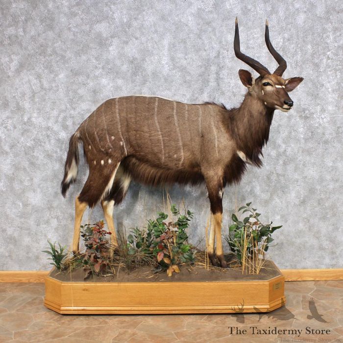 African Nyala Life-Size Taxidermy Mount For Sale
