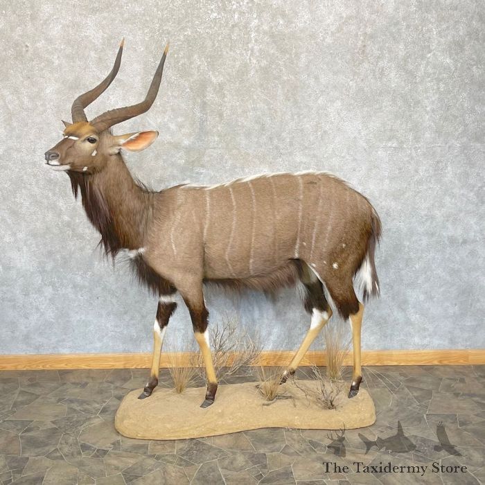 African Nyala Life-Size Taxidermy Mount For Sale
