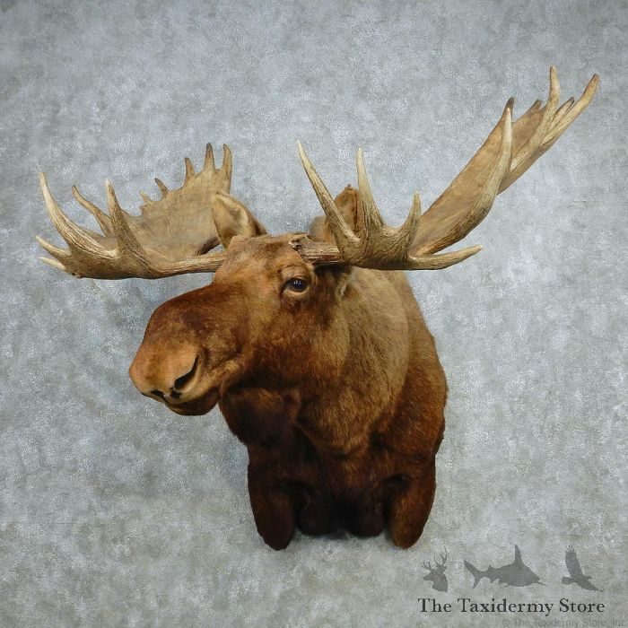 Online Taxidermy Supply | School and Learn Taxidermy Supplies