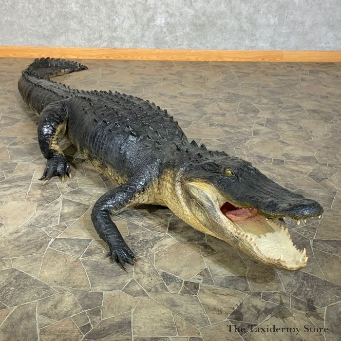 Alligator Original w/ Collector