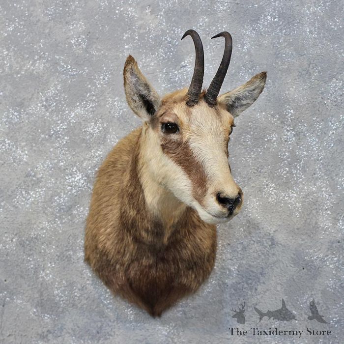 Chamois Life-Size Taxidermy Mount For Sale