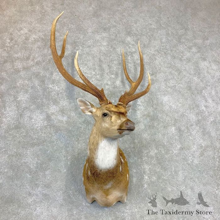 Axis Deer Hide: Large: Gallery Item