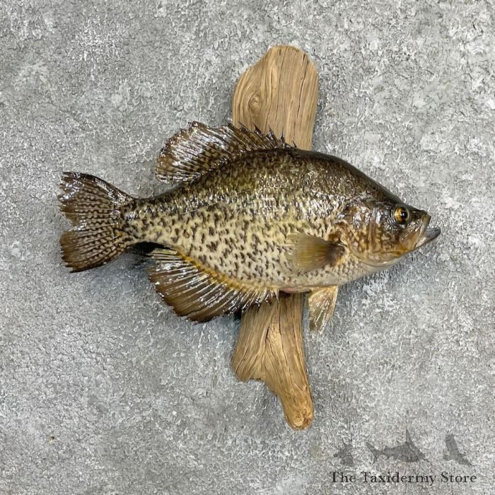 Black Crappie Life-Size Fish Mount #27444 - The Taxidermy Store