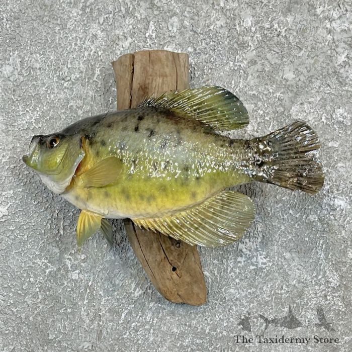 Crappie Yellow Fishing Products