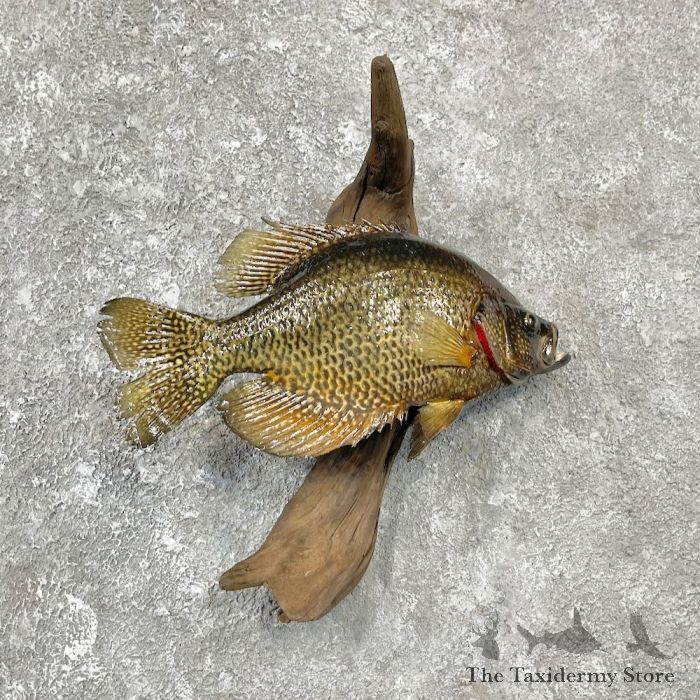 Black Crappie Life-Size Fish Mount #25938 - The Taxidermy Store