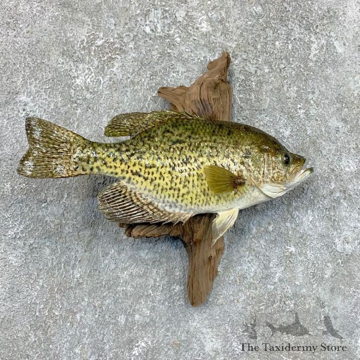 Black Crappie Life-Size Fish Mount #23606 - The Taxidermy Store