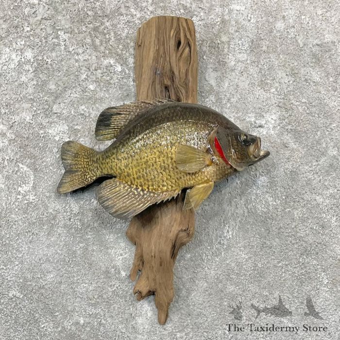 Black Crappie Life-Size Fish Mount #27828 - The Taxidermy Store