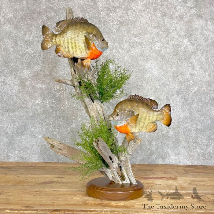 Bluegill Fish Mount #24689 For Sale - The Taxidermy Store
