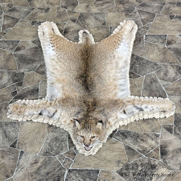 Bobcat Life Size Mount For 25264 The Taxidermy