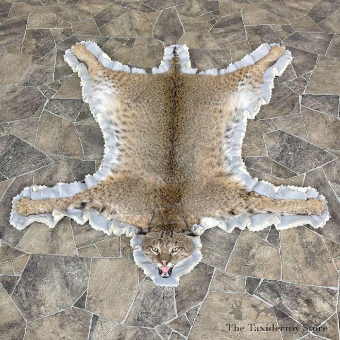Bobcat Life Size Mount For 25268 The Taxidermy