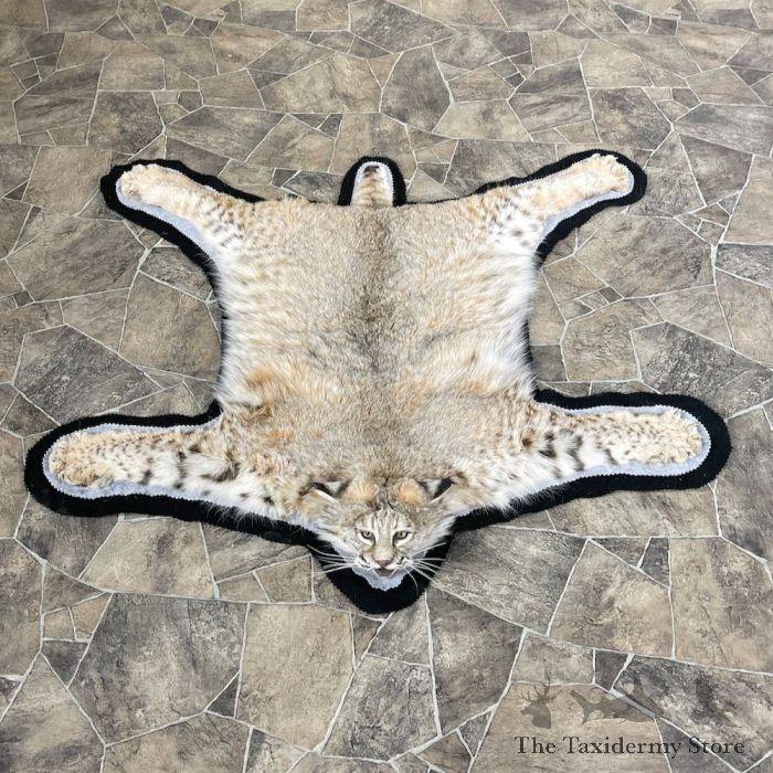 Bobcat Life Size Mount For 26295 The Taxidermy