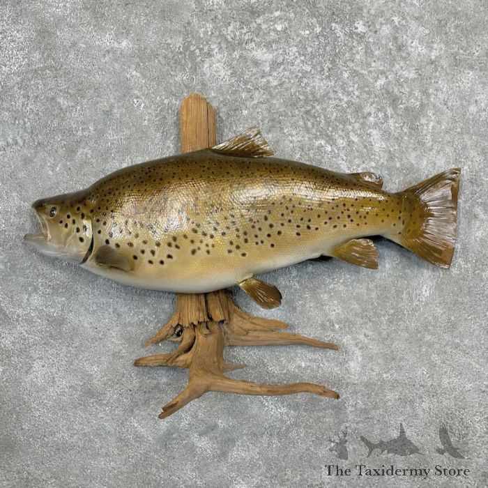 Brown Trout Fish Mount For Sale #27451 - The Taxidermy Store