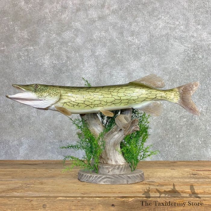 Northern Pike Fish Mounts & Replicas by Coast-to-Coast Fish Mounts