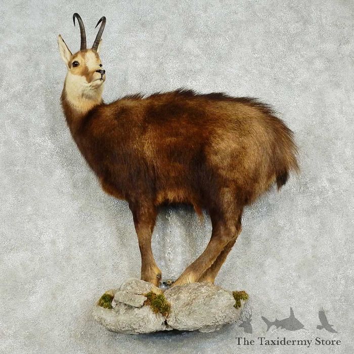 Chamois Life-Size Taxidermy Mount For Sale