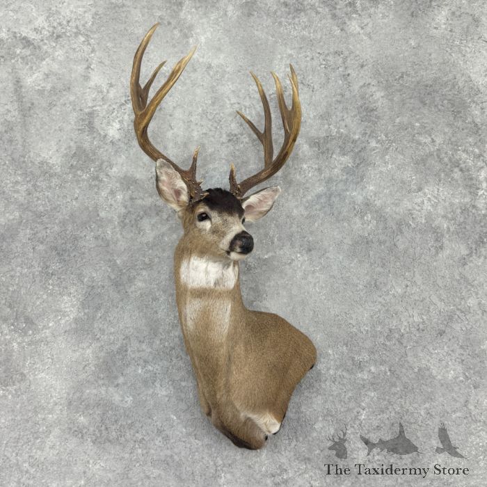 Columbia Blacktail Deer Wall Pedestal Mount For Sale #32513 - The ...