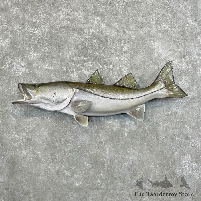 https://thetaxidermystore.com/media/catalog/product/cache/03c89f77de9976628fa4c03b041634f7/c/o/common_snook_fish_mount_for_sale_27701_the_taxidermy_store.jpeg