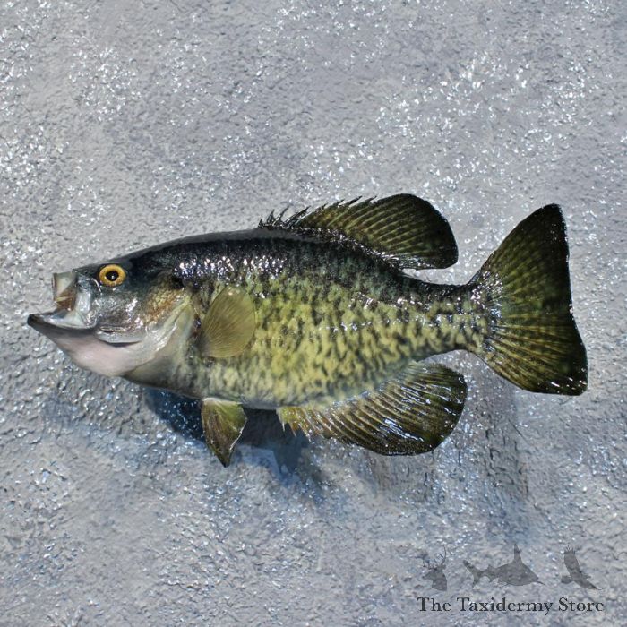 White Crappie Fish Mount #12221 - The Taxidermy Store