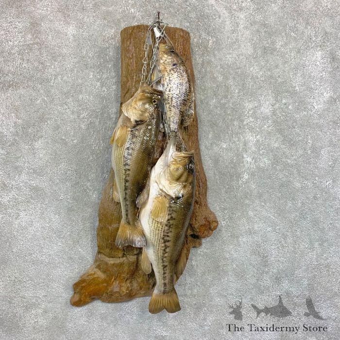 Fish Stringer Taxidermy Mount For Sale