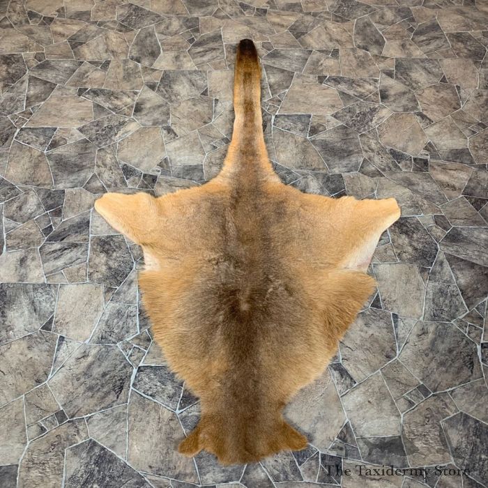 Kangaroo Skin Rug - Taxidermy Mounts for Sale and Taxidermy Trophies for  Sale!