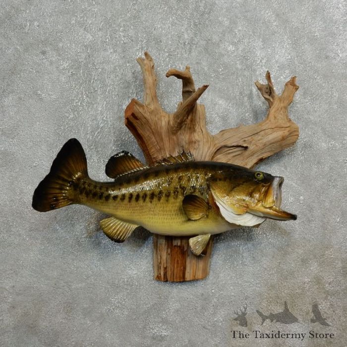 Largemouth Bass Fish Mount For Sale #27259 - The Taxidermy Store