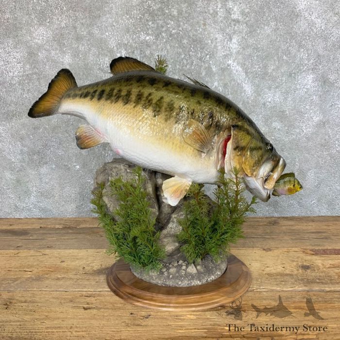 25 Largemouth Bass Taxidermy Fish Mount For Sale