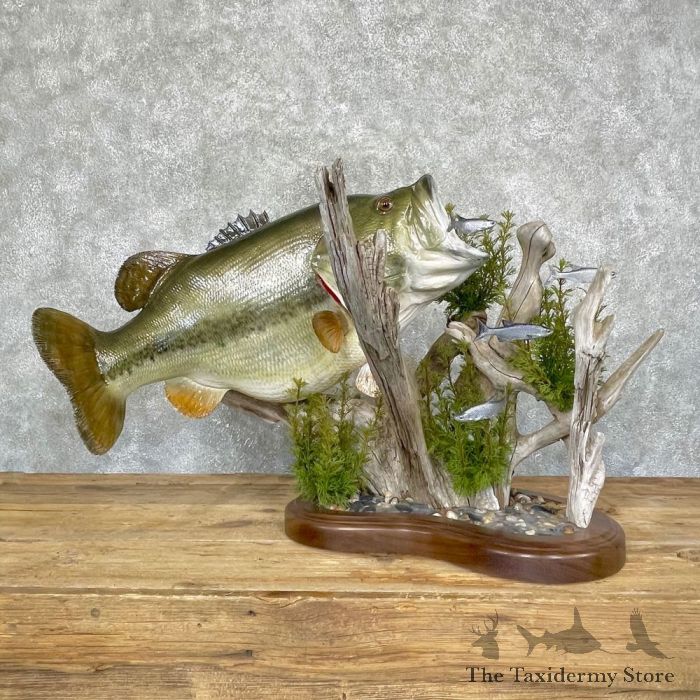 https://thetaxidermystore.com/media/catalog/product/cache/03c89f77de9976628fa4c03b041634f7/l/a/largemouth_bass_fish_mount_for_sale_24688_the_taxidermy_store.jpg