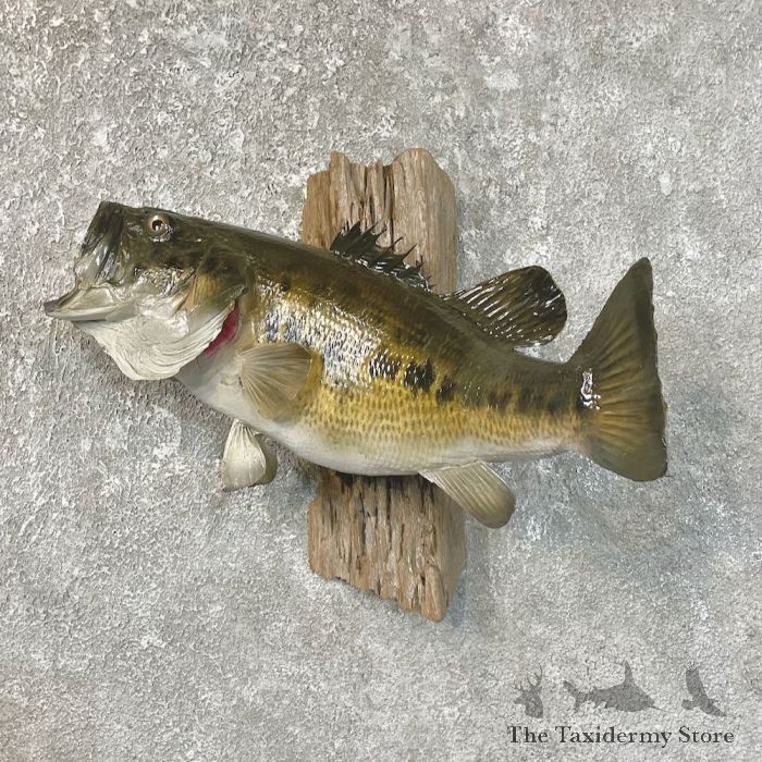 Largemouth Bass Fish Mount For Sale #27259 - The Taxidermy Store