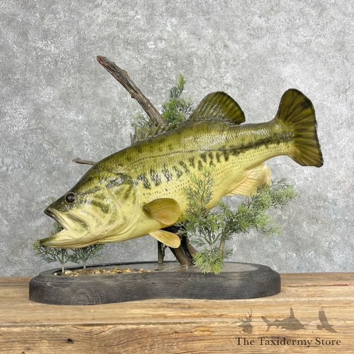 Largemouth Bass Fish Mount #27358 - The Taxidermy Store