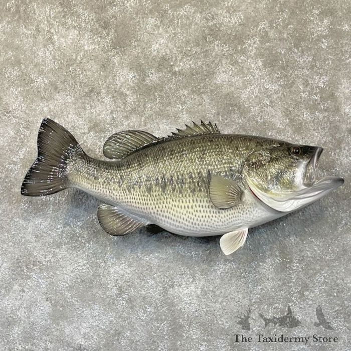Largemouth Bass Fish Mount For Sale #28286 - The Taxidermy Store