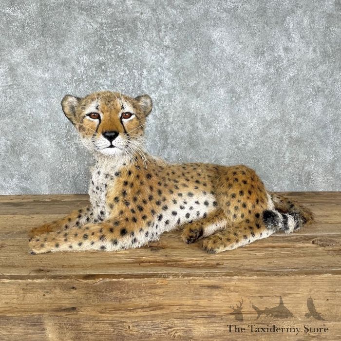 Reproduction Cheetah Cub Mount For Sale