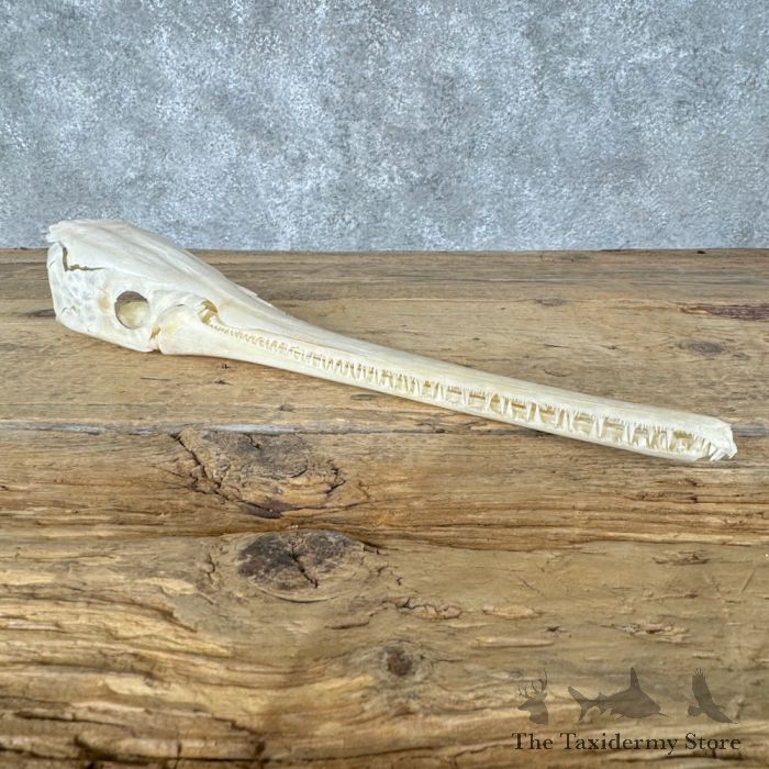 ロングノーズガー　Longnose gar　頭骨 A Longnose Gar Full Skull For Sale #29534 - The Taxidermy Store