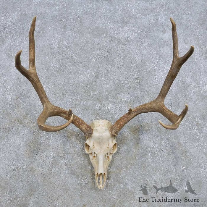 Naturally Shed Mule Deer Antler Single 5 Point About 19 Long - Nice  Condition!