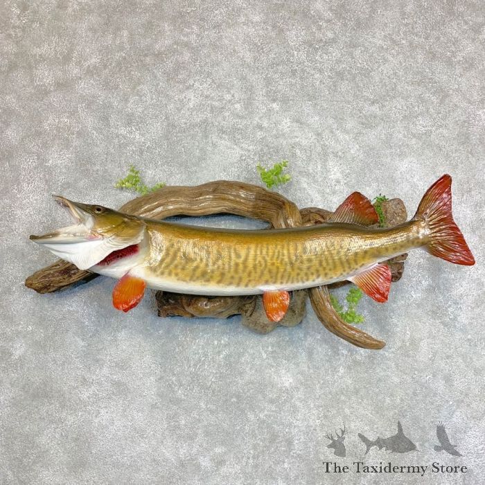 Musky Fish Mount #21785 - The Taxidermy Store