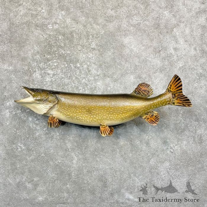 Northern Pike Fish Mount For Sale #27809 - The Taxidermy Store