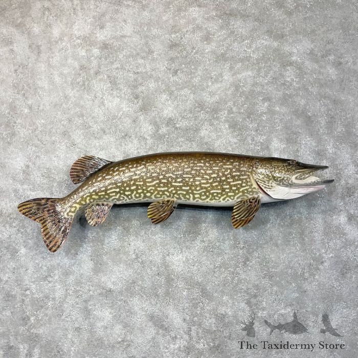 44 Northern Pike Taxidermy Fish Mount For Sale
