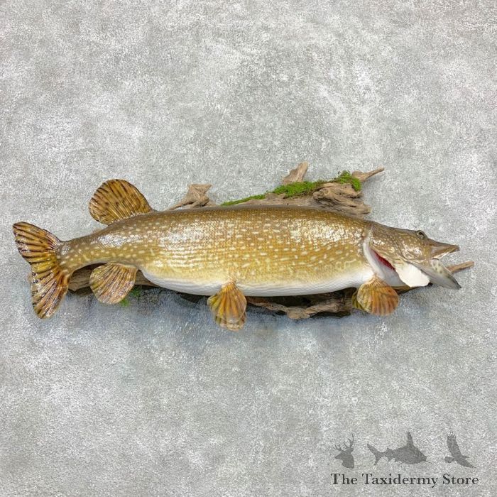 Northern Pike Fish Mount For Sale #22079 - The Taxidermy Store