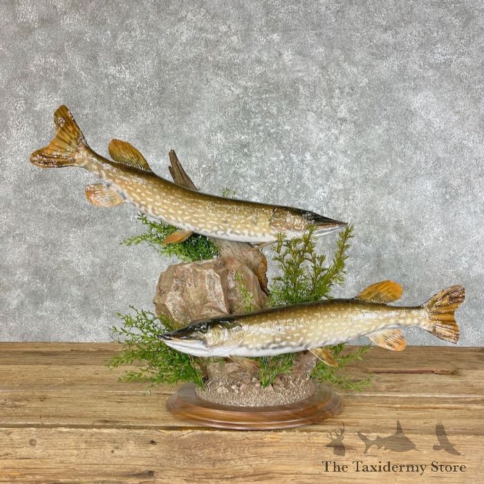 Northern Pike Pair Taxidermy Fish Mount For Sale
