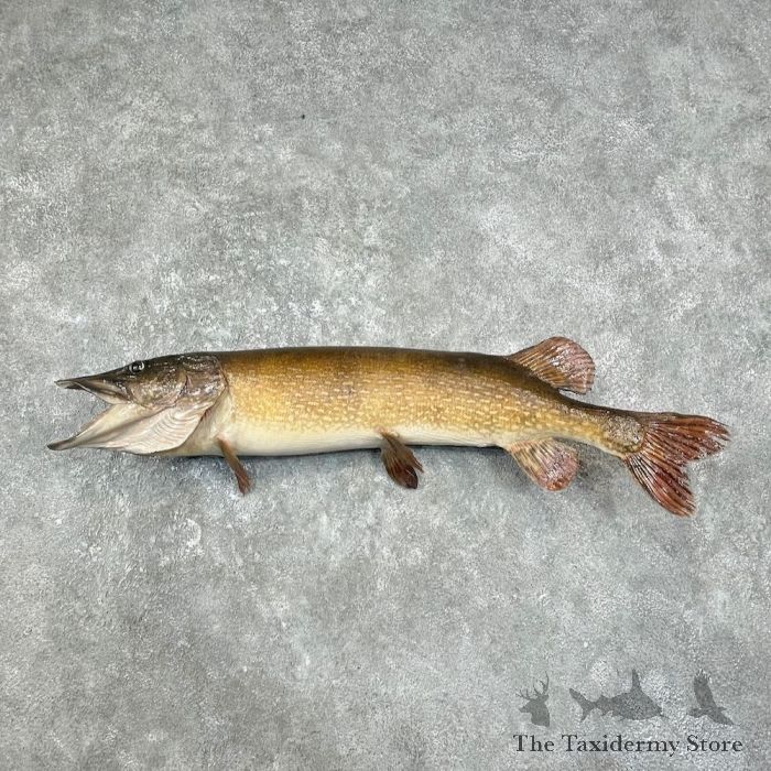 Northern Pike Fish Mount For Sale #25898 - The Taxidermy Store