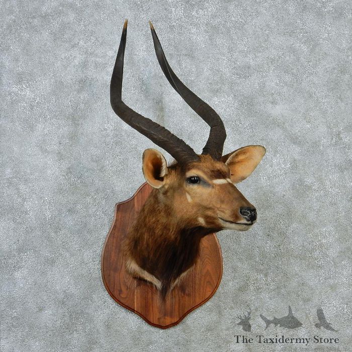 African Nyala Taxidermy Shoulder Mount For Sale