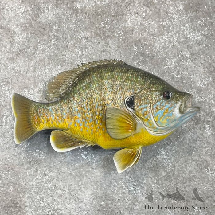 Pumpkinseed Sunfish Taxidermy Fish Mount For Sale
