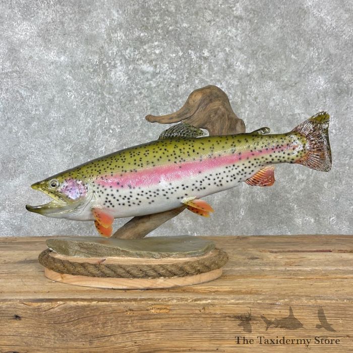 19 Rainbow Trout Taxidermy Fish Mount For Sale