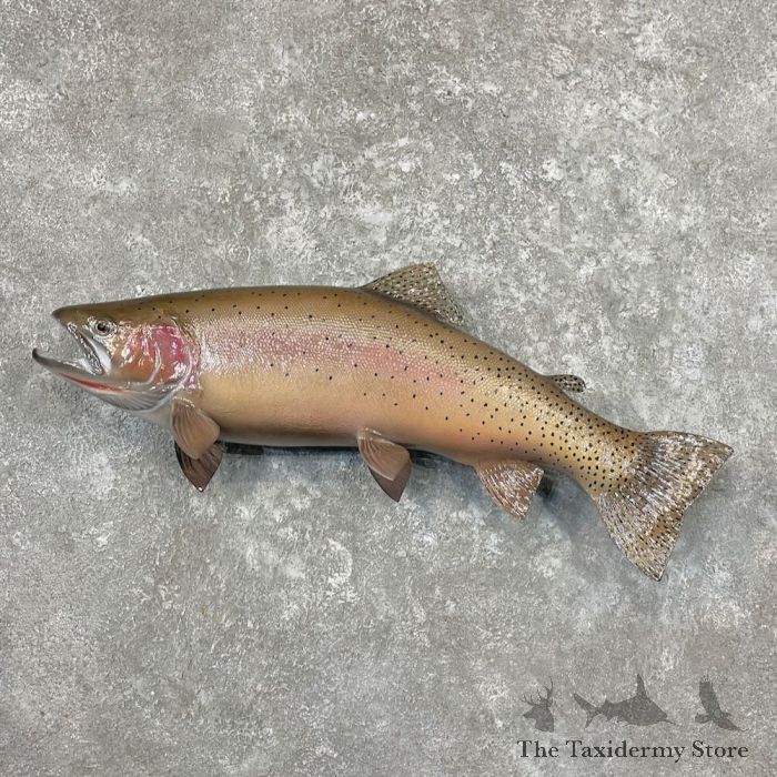 25 Rainbow Trout Taxidermy Mount For Sale