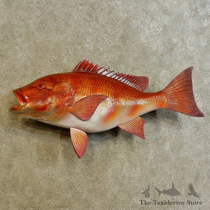 Snapper, Red – Fish Mounts