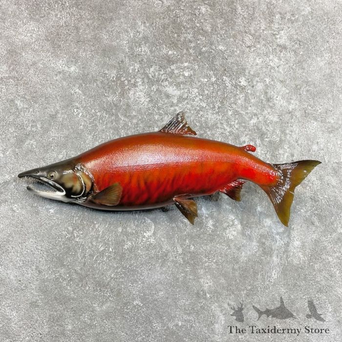 27 Reproduction Sockeye Salmon Taxidermy Fish Mount For Sale