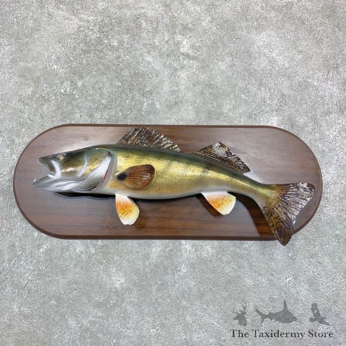 Walleye Taxidermy Fish Mount For Sale