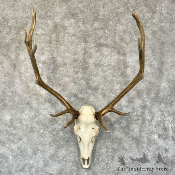 Rocky Mountain Elk Skull European Mount For Sale 28786 The Taxidermy Store 