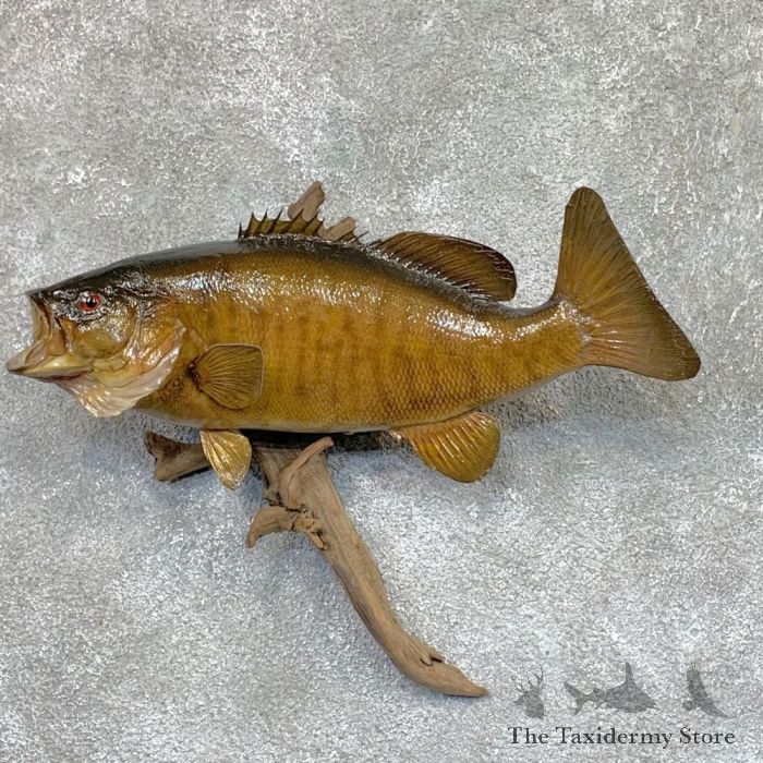 Smallmouth Bass Taxidermy Fish Mount For Sale